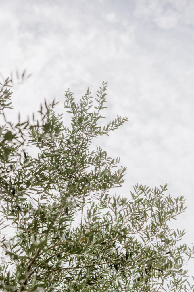 detail of south of france